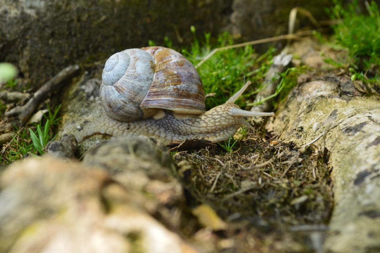 Pokoje Goscinne Pieninska Parzenica Mizerna Zewnętrze zdjęcie